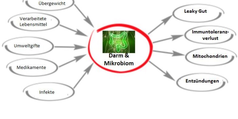 Zentrale Stellung des Darms - Foto: Bonafeel über pressetext.de