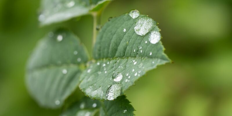 Durch den Regen treiben viele Bäume nun kräftig neue Blätter aus (Archivbild). - Foto: Silas Stein/dpa
