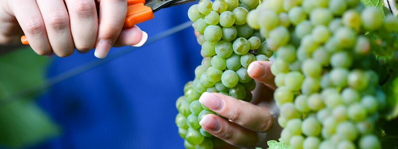 Federweißer gilt als Vorbote eines neuen Weinjahrgangs.  (Archivfoto) - Foto: Uwe Anspach/dpa/dpa-tmn