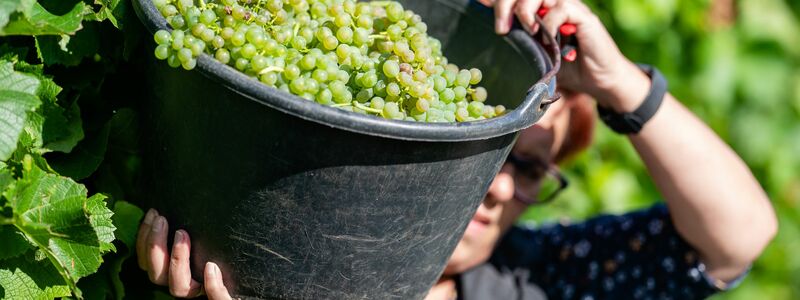 Fast kein Herbstmarkt oder Weinfest kommt ohne Federweißer aus. (Archivfoto) - Foto: Uwe Anspach/dpa