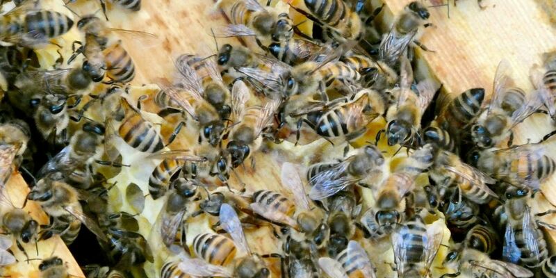 Bienen bringen Pollen in den Bienenstock. (Archivbild) - Foto: Alina Grünky/dpa