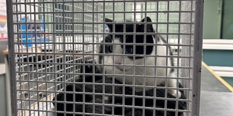 BPOL-HH: Happy End für Katze Lizzy - Besitzerin holt ihre süße Samtpfote aus dem Tierheim ab- - Foto: presseportal.de