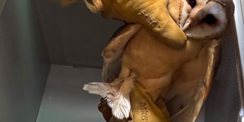 FW Osterholz-Scharm.: Eulenrettung - Foto: presseportal.de