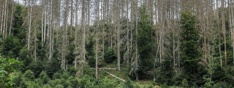Die Bilder aus der Eifel von 2023 bis 2025 zeigen: Bäume wachsen langsam. Die widerstandsfähigeren Buchen sollen die abgestorbenen Fichten im Laufe der Zeit verdrängen. - Foto: Oliver Berg/dpa
