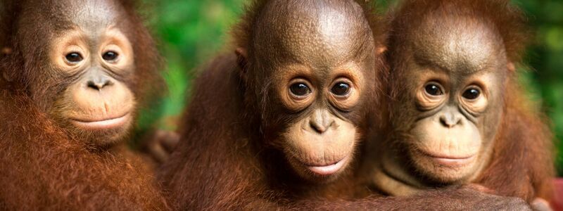 Auch jeder Einzelne kann einiges tun, um Orang-Utans zu schützen. - Foto: Jayaprakash Bojan/Borneo Orangutan Survival/dpa