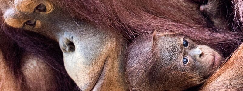 Orang-Utans sind faszinierend und einzigartig - und leben nur auf den Inseln Sumatra und Borneo. (Archivbild) - Foto: Jens Büttner/dpa