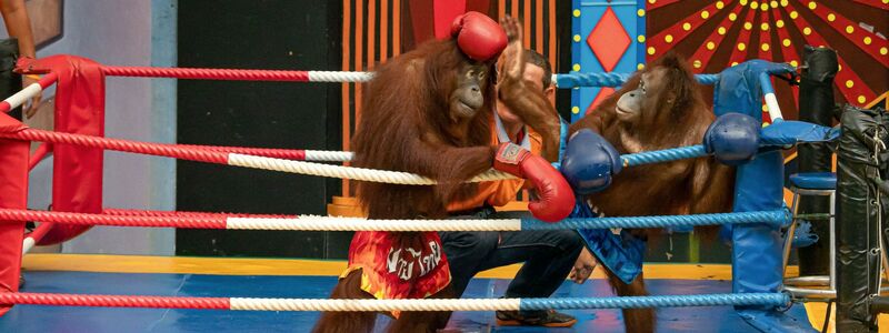 Experten raten: großen Abstand halten zu Shows, in denen Orang-Utans boxen oder verkleidet auftreten. - Foto: Jayaprakash Bojan/Borneo Orangutan Survival/dpa