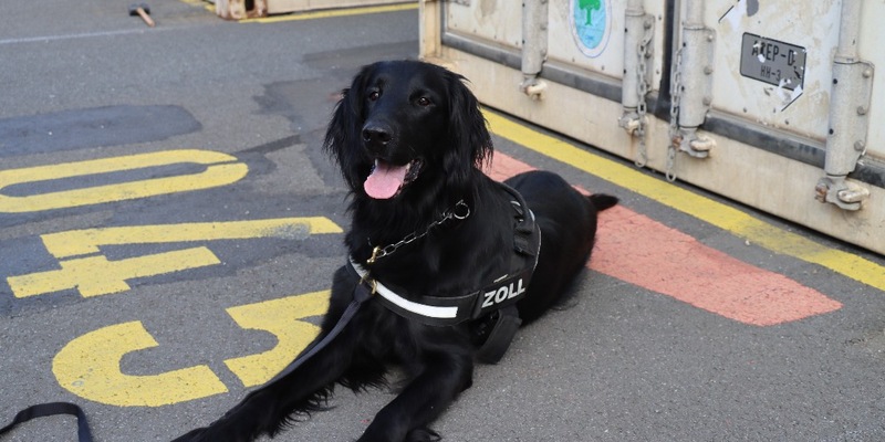 ZOLL-H: - Illegale Einfuhr von 408 kg Cannabis aus Thailand verhindert - Zollhund Emma spürte das Marihuana zwischen einer Ladung Kokosnussschalen auf - Cannabis von mind. 1,2 Millionen Euro Schwarzmarktwert - Foto: presseportal.de