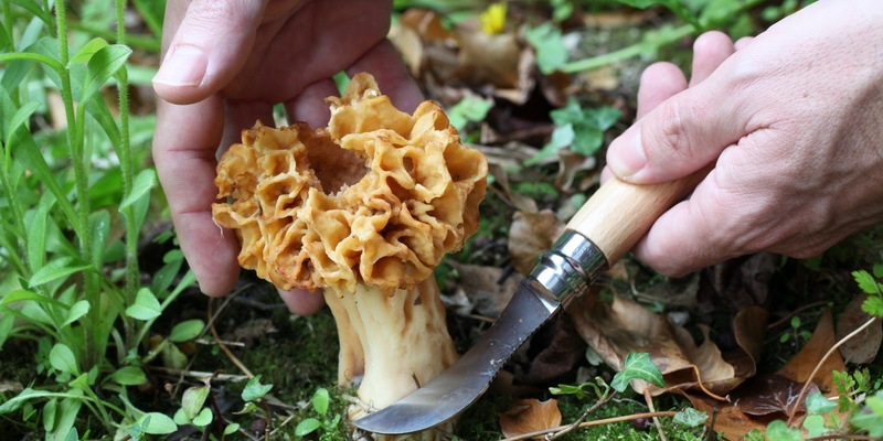 Erfolgreich durch die Pilzsaison: Diese Details machen beim Messer den Unterschied - Foto: presseportal.de