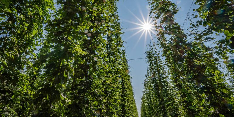 Hopfen im Anbaugebiet Hallertau. - Foto: Armin Weigel/dpa