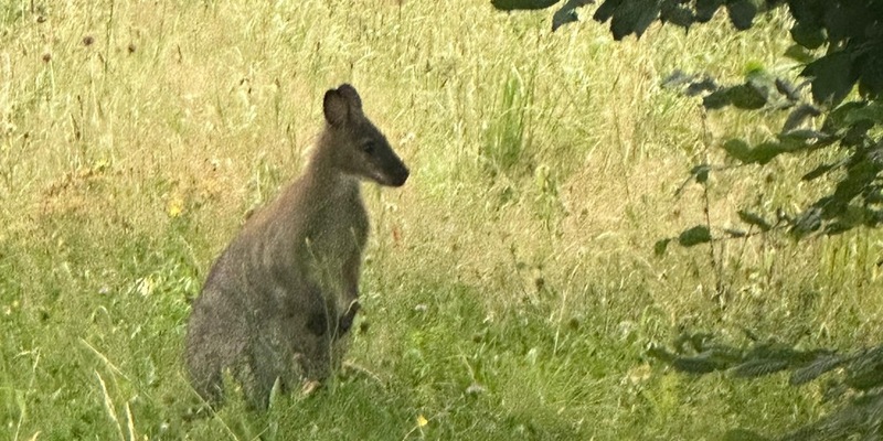 POL-MK: Känguru überrascht Autofahrer - Foto: presseportal.de