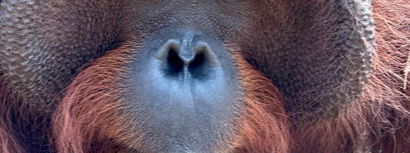 Orang-Utans teilen 97 Prozent ihres Erbguts mit den Menschen und sind sehr intelligent. (Archivbild) - Foto: Carola Frentzen/dpa