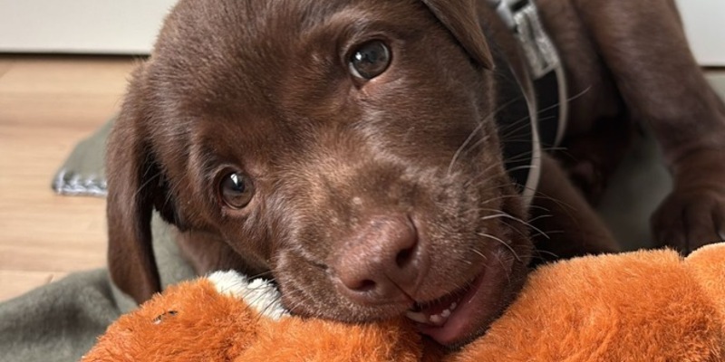 Ein Vierbeiner kommt ins Haus - Foto: presseportal.de