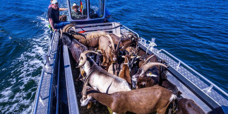 Gute Stimmung an Bord: Den Ziegen scheint die Überfahrt vom Festland zur Vogelschutzinsel Walfisch nichts auszumachen. - Foto: Jens Büttner/dpa