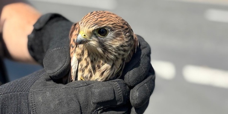 POL-OF: Mit Herz und Handschuh: Polizei rettet verletzten Greifvogel - Foto: presseportal.de