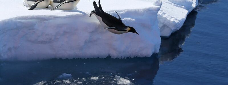 Kaiserpinguine brauchen stabiles Meereis für ihre Brut - aber wegen des Klimawandels bricht dieses immer früher weg. (Archivbild) - Foto: Liu Shiping/Xinhua/dpa