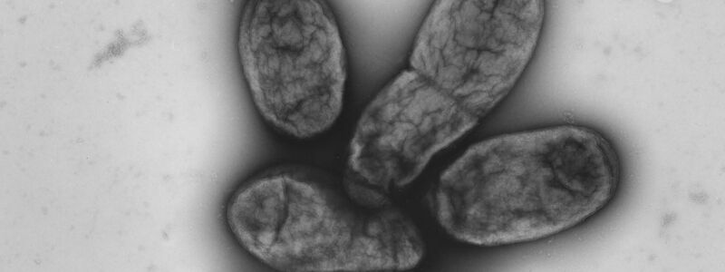 Das Pestbakterium Yersinia pestis - Foto: picture alliance / dpa