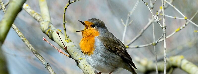 Lichtverschmutzung hat Einfluss auf tagaktive Vögel wie das Rotkehlchen: Sie singen morgens früher und abends länger. (Archivbild) - Foto: Jens Kalaene/dpa-Zentralbild/dpa