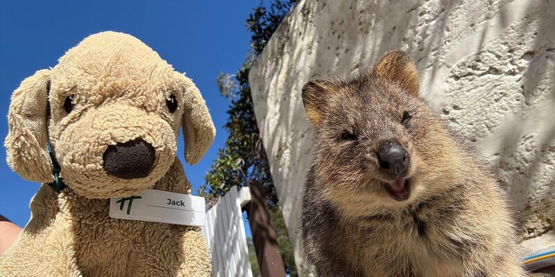 Auch die Espresso-Maschine weiß Jack bereits zu bedienen, sagt die Belegschaft. - Foto: Holiday Inn Perth City Centre/dpa