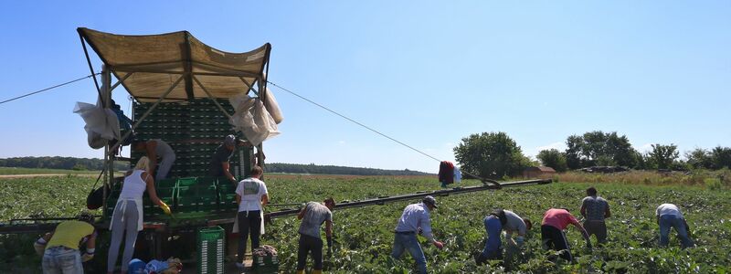 In der prallen Sonne besonders exponiert: Arbeiter auf dem Feld (Archivbild) - Foto: Karl-Josef Hildenbrand/dpa