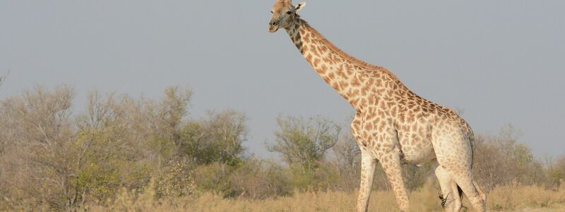 Eine junge Masai-Giraffe - Foto: Billy Dodson/GCF/dpa