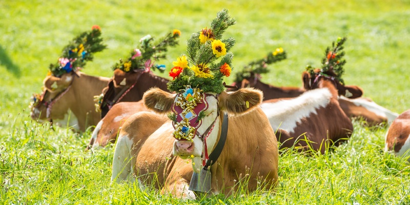 Almabtrieb Radstadt - Foto: Lorenz Masser über pressetext.de