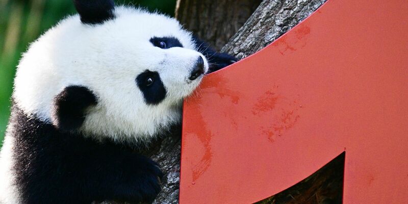 Die Geburt der beiden war ein seltenes Ereignis. - Foto: Sebastian Christoph Gollnow/dpa