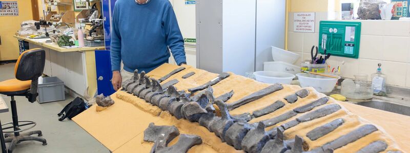 Jeremy Lockwood mit Fossilien von Istiorachis macarthurae - Foto: -/University of Portsmouth/dpa