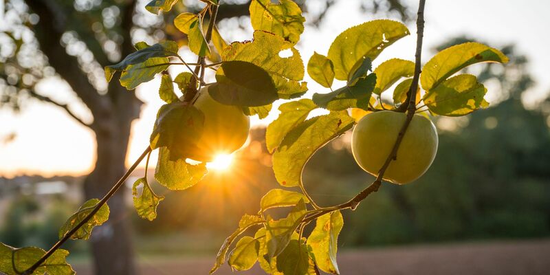 Die Sonne zeigt sich bis zur Wochenmitte noch öfter in Deutschland.  - Foto: Daniel Vogl/dpa