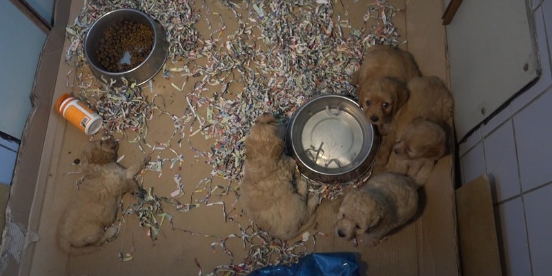 PETA deckt auf: Das Geschäft mit den Hundewelpen in der EU - tierschutzwidrige Massenzucht in der Slowakei / Leidende Tiere in belgischen Puppyshops verkauft - Deutschland ist wichtiges Transitland - Foto: presseportal.de