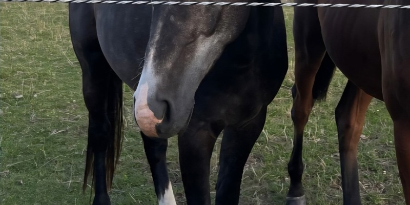 POL-IZ: 250825.4 Westerdeichstrich: Pferd von Weide gestohlen - Polizei sucht Zeugen - Foto: presseportal.de
