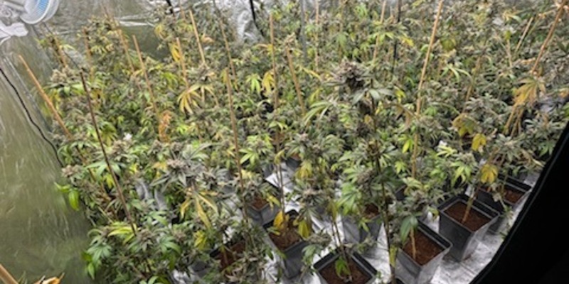 POL-HK: Walsrode: Brand am Amtsgericht; Soltau: Alkoholisiert mit Strauch und Hecke kollidiert; Munster: Cannabis-Indoor-Plantage (FOTO); Schneverdingen: Gefährdung durch Überholmanöver - Foto: presseportal.de