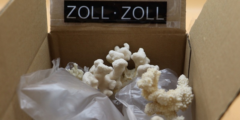 HZA-MS: Zollamt findet Korallen im Paket / Mann bekam geschützte Tierart aus den USA geschickt - Foto: presseportal.de