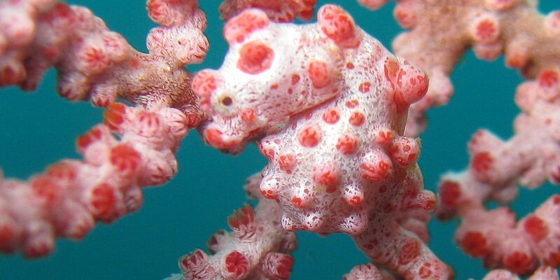 Mit einer Größe von etwa zwei Zentimetern zählen Zwerg-Seepferdchen - auch Pygmäenseepferdchen genannt - zu den kleinsten Wirbeltieren weltweit. - Foto: .. Sea Institute of Oceanology/Chinese Academy of Sciences/dpa