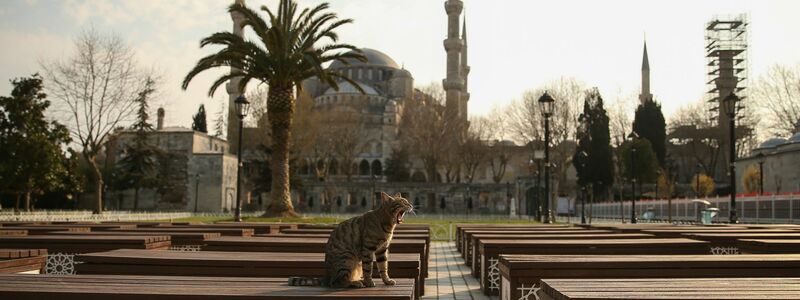 Das Kopftuch ist in der Türkei weiter umstritten, auch abseits von Gebetsstätten wie etwa die Blaue Moschee in Istanbul. (Archivbild) - Foto: Emrah Gurel/AP/dpa