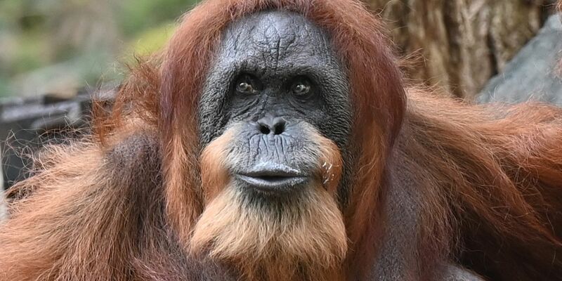 Bella hat nur noch zwei Zähne, einen Dickkopf und liebt Bananen und Karotten. - Foto: David Hammersen/dpa