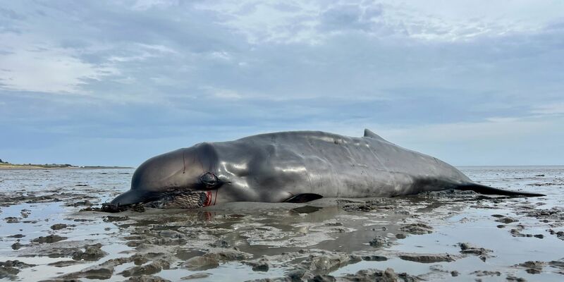Ein Seehundjäger hat das Tier erschossen. - Foto: Lea Albert/dpa