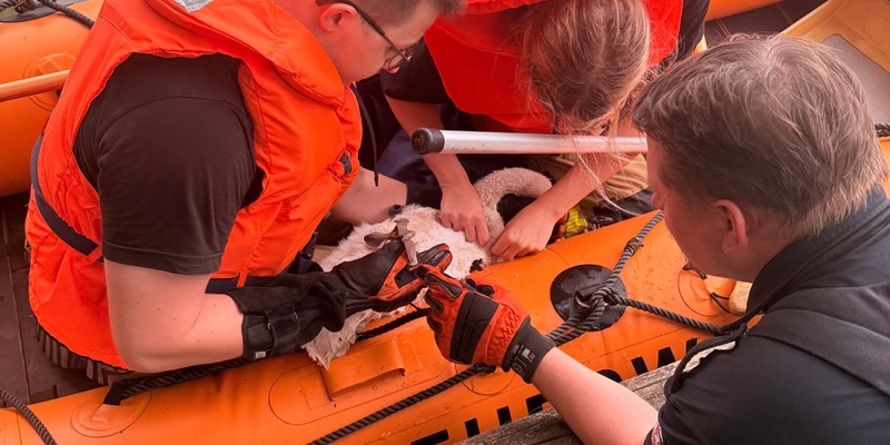 FW-DT: Jungschwan aus misslicher Lage gerettet - Foto: presseportal.de