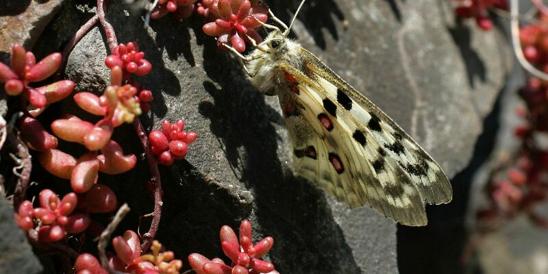 Der Apollofalter ist vom Aussterben bedroht (Archivbild). - Foto: Thomas Frey/dpa