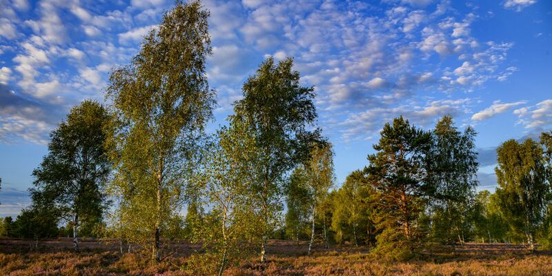 «Der Sommer war relativ warm, es war aber kein Rekordsommer», sagte DWD-Experte Andreas Walter der Deutschen Presse-Agentur. - Foto: Patrick Pleul/dpa