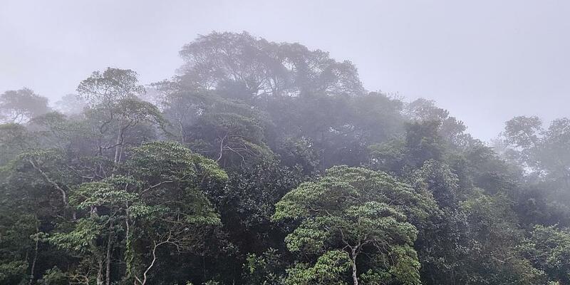 Brasilianischer Regenwald (Archiv) - Foto: über dts Nachrichtenagentur