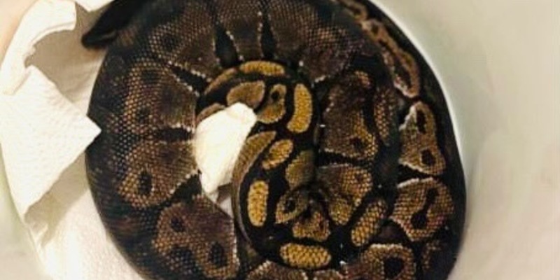 POL-DA: Michelstadt: Königspython auf Campgelände/Schlange übernachtet auf Polizeiwache - Foto: presseportal.de