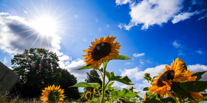 Die Sonne schien im Sommer 2025 oft vom Himmel. (Symbolbild) - Foto: Christoph Reichwein/dpa