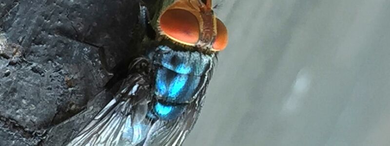 Es gibt gute Möglichkeiten, die Neuwelt-Schraubenwurmfliege gezielt zu bekämpfen. - Foto: Denise Bonilla/U.S. Department of Agriculture/AP/dpa