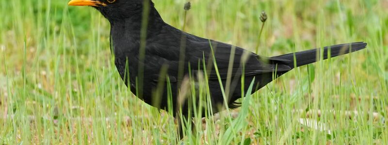 Die Amsel braucht naturnahe Gärten und Grünflächen. (Archiv) - Foto: Soeren Stache/dpa