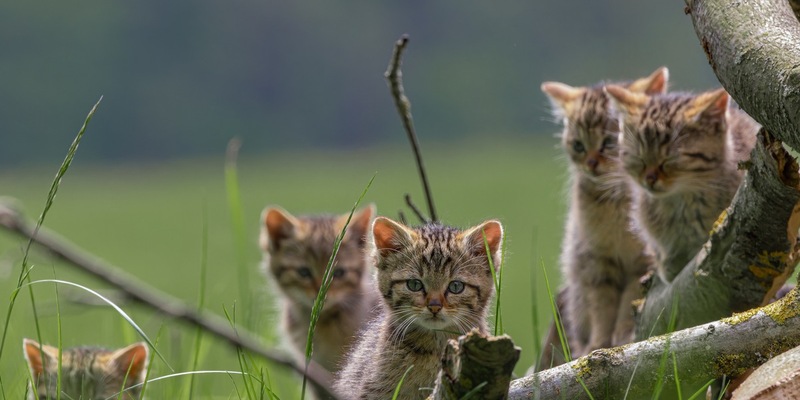 BUND: Europäische Wildkatzen bei forstlichen Arbeiten besser schützen / Umweltverband ruft dazu auf, Waldbewirtschaftung mit Wildkatzenschutz zu verbinden - Foto: presseportal.de