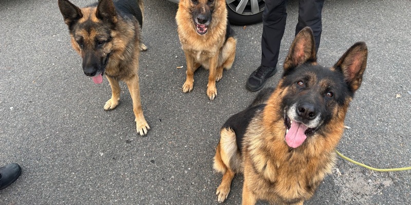 POL-OS: Osnabrück: Wurden diese Schäferhunde ausgesetzt? - Polizei bittet um Hinweise - Foto: presseportal.de