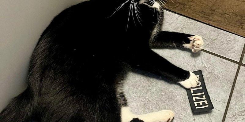 BPOL-KI: Katze dank GPS wieder beim Besitzer - Foto: presseportal.de
