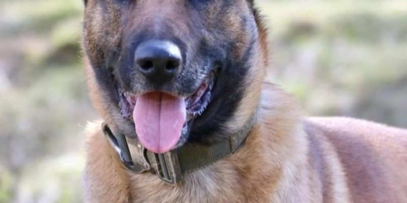 POL-DU: Röttgersbach/Friemersheim: Rauschgiftspürhund im Einsatz - Drogendealer festgenommen - Foto: presseportal.de