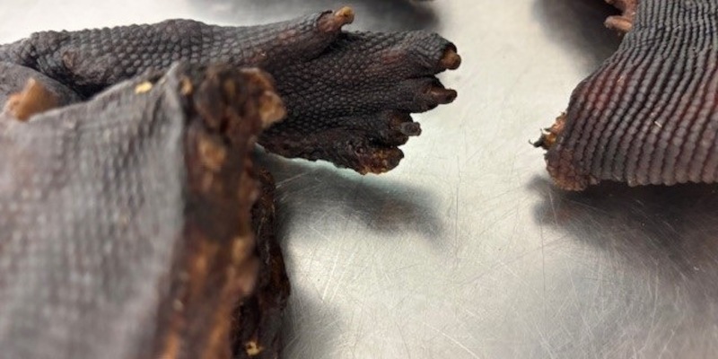 HZA-M: Zoll entdeckt Waranfleisch bei Reisendem aus Lagos - Foto: presseportal.de